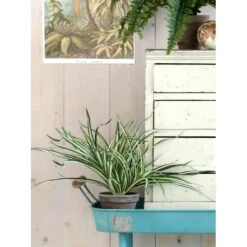 Kunstplant Dracaena In Pot Grijs - 40 × 34 Cm -Tuin En Buiten 1633959074 3 600