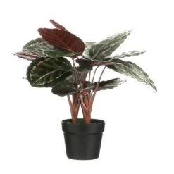 Kunstplant Calathea Roseopicta In Pot - 40 × 60 Cm
