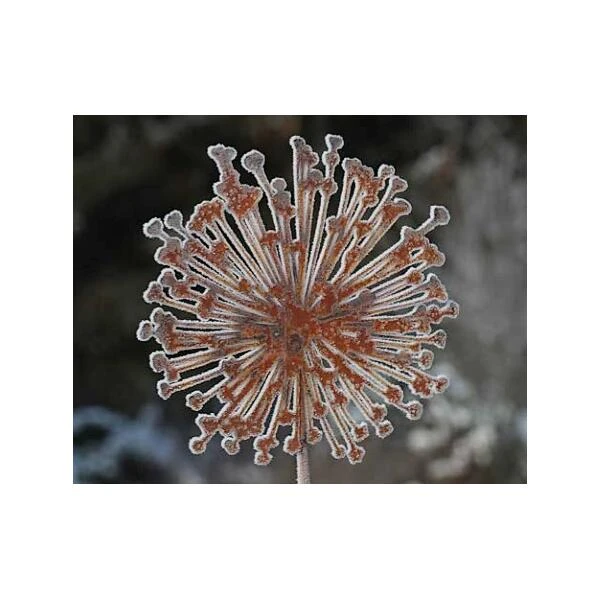 Allium Ø 30 Cm - Decoroest 2 Allium Ø 30 Cm - Decoroest - Afbeelding 2