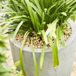 Compo Bio Granuplant Puimsteenkorrels - 40 L -Tuin En Buiten compo bio granuplant 40 l 1709199299 4 600