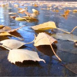 Fijnmazig Vijvernet 6 × 5 Meter -Tuin En Buiten fijnmazig vijvernet 6 x 5 meter 1541778382 1 600