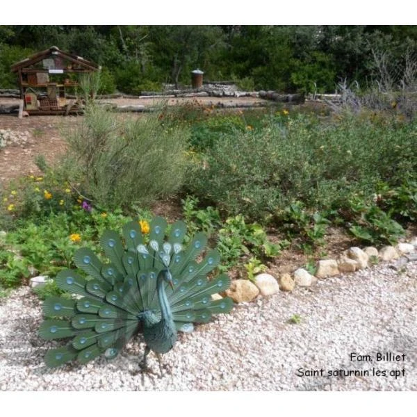 Pauw Trotse Staart 2 Pauw Trotse Staart - Afbeelding 2