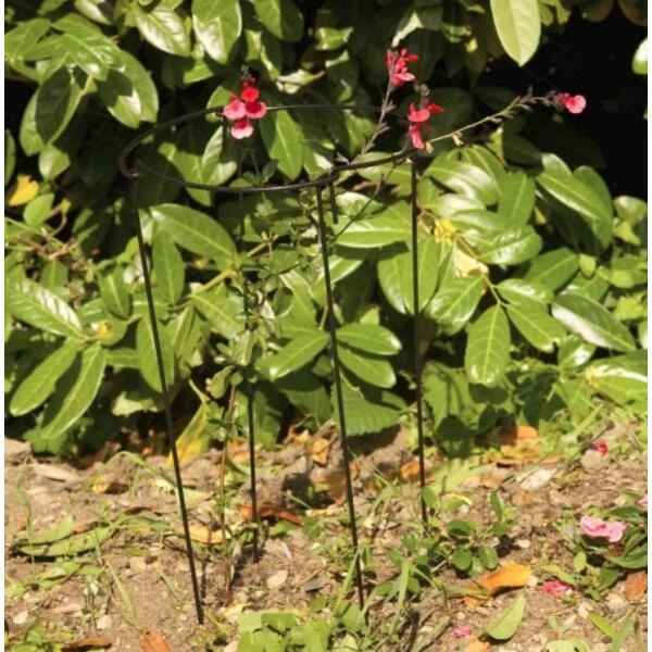 Plantensteun Rond 20 × 50 Cm 2 Plantensteun Rond 20 × 50 Cm - Afbeelding 2