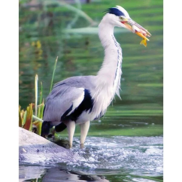 Vijver Schrikdraad Tegen Reigers En Katten 1 Vijver Schrikdraad Tegen Reigers En Katten