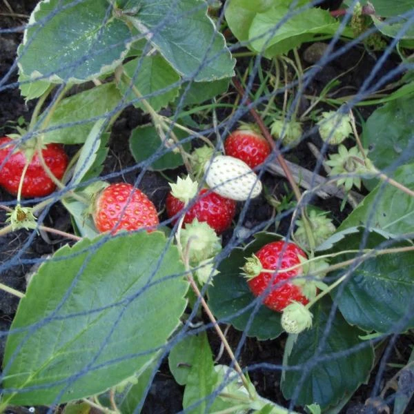 Tuinnet Grofmazig 10 × 10 M 1 Tuinnet Grofmazig 10 × 10 M