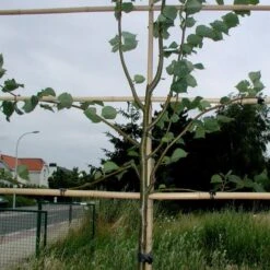 Vigne-fix 7 Cm Plantenbinder - 500 G 5 Vigne-fix 7 Cm Plantenbinder - 500 G -Tuin En Buiten vignefix 7 cm plantenbinder 1547134454 1 600