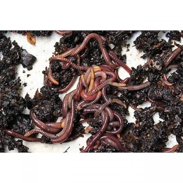 Wormenbak - 3 Laden 2 Wormenbak - 3 Laden - Afbeelding 2