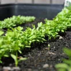 Zaaibak Zwart 57 × 42 × 8 Cm -Tuin En Buiten zwarte zaaibak 55 x 40 x 8 cm 1484055699 5 600